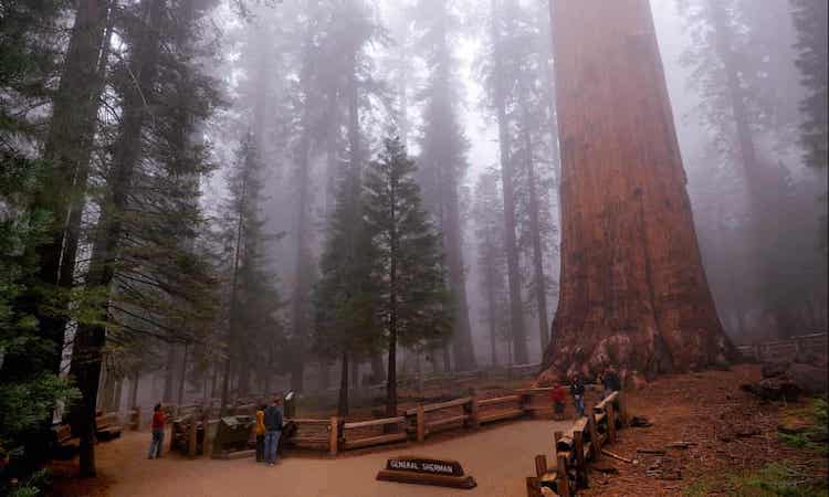 California Wildfire: 2,500 Yr. Old Tree At Risk, 3 Fires Currently Active 