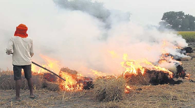 Pusa Agriculture Institute's 'Bio Decomposer Technique' Will Curb Stubble Burning, If Utilised: Delhi CM