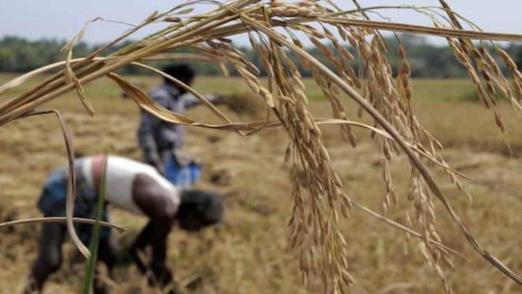 Debt-Ridden Farmer Hangs Self In Madhya Pradesh's Barwani