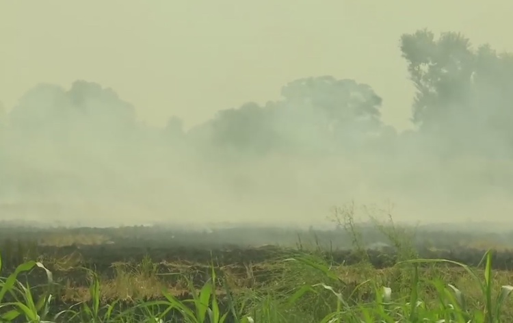 Punjab: 297 Stubble Burning Cases In 5 Days, Farmers Say - 'We Are Helpless, Do Not Get Govt Help'