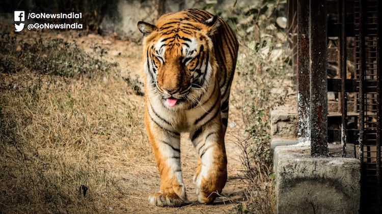 Govt Maps Out 32 Tiger Corridors To Avoid Human-Ti