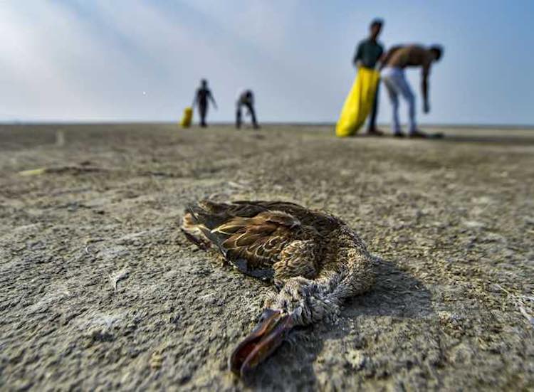 Thousands Of Migratory Birds Found Dead in Rajasth