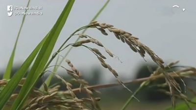 Monsoon Ruins Lakhs Of Hectares Of Crops