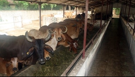 Cow Shelter