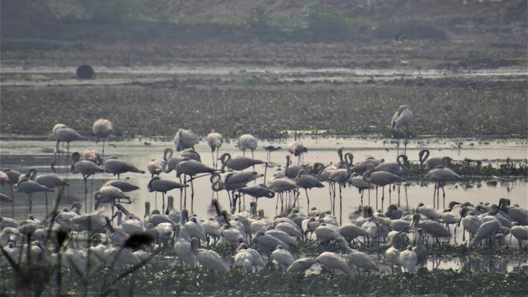 Crucial To Bird Migration, India’s Wetlands Are Un
