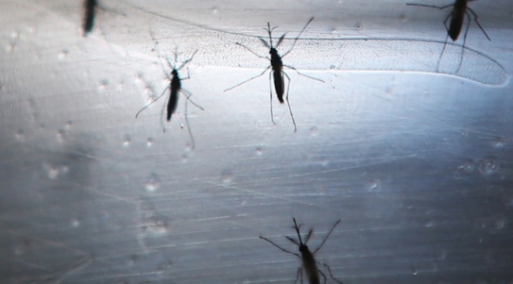 Dengue, Malaria, Chikungunya Cases On The Rise In 