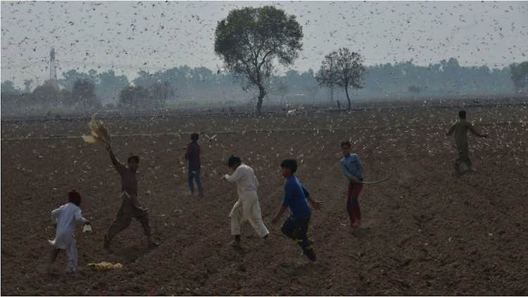 Pakistan Turns Locust Threat Into Chicken Feed