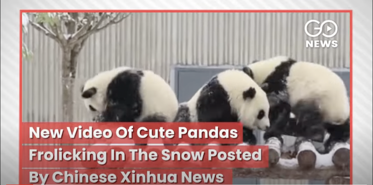 Pandas I Snow China Cold Wave Severe 