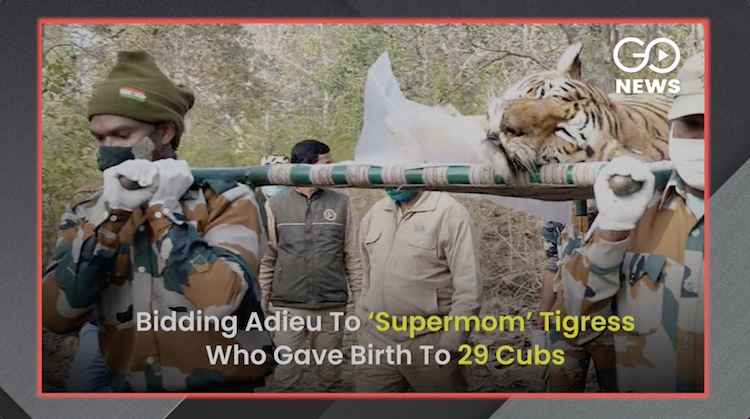 Supermom Tigress madhya Pradesh Pench Tiger Reserv