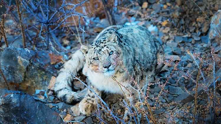 India’s First Rescued Snow Leopard Cub Returns to 