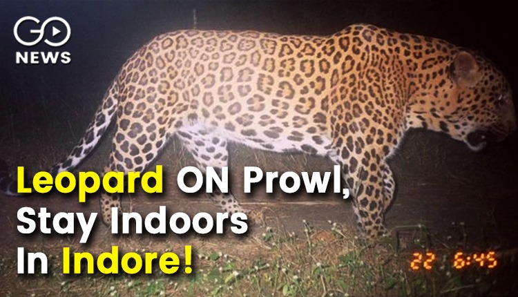 Stay Indoors In Indore: Leopard On The Prowl After Escape
