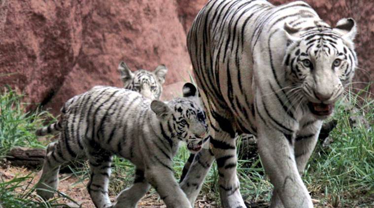 White Tigress And Her Cubs Light Up Mohali Zoo