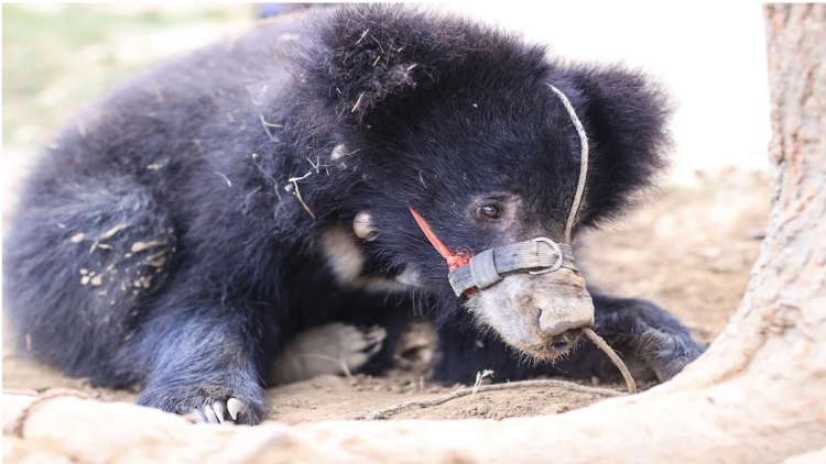  Rescued  'Nepali' Bear Denied Exit To India Over 