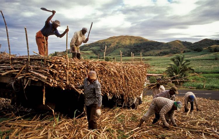 Sugar Mills Owe Rs 15,683 Cr To Cane Growers; Over