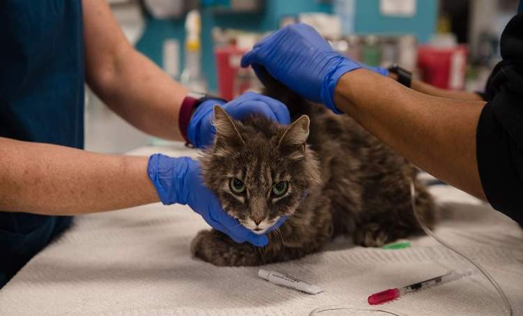 New York: Two pet cats Corona positive after tigre