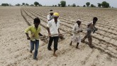 Drought Threat Looms Over 20 Madhya Pradesh Distri