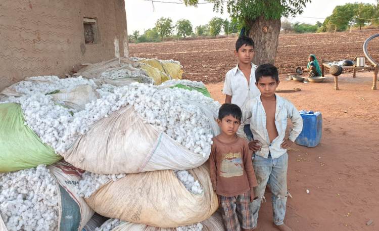 Gujarat: Cotton sold at Rs 7,000 per quintal is no