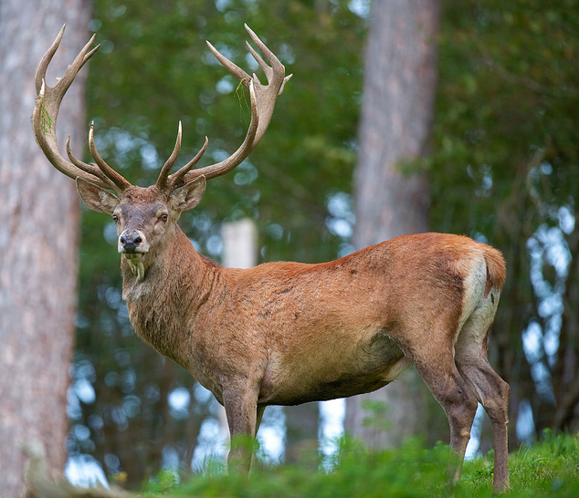 Srinagar: Handouts For 'Hangul' Deers Amid Heavy S