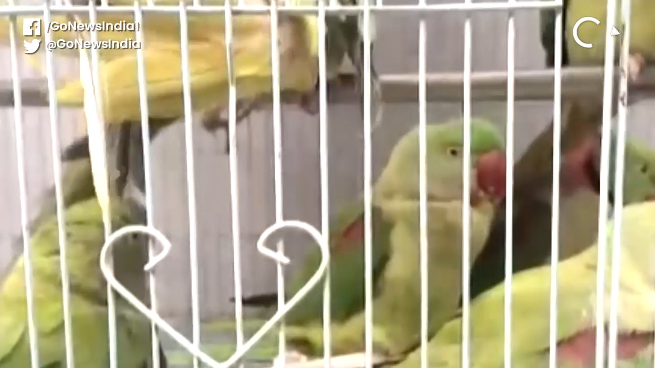 13 Seized Parrots Produced Before A Delhi Court