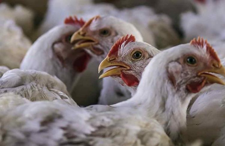 Corona virus: Poultry industry gets fake news, the