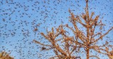 Locust Swarm Reach Gurugram, Delhi's Surrounding A