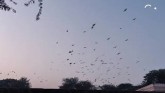 Bird Flu Outbreak: From Kerala To Rajasthan, Sever