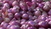 Onion Export Banned Again: Huge Decline In Exports