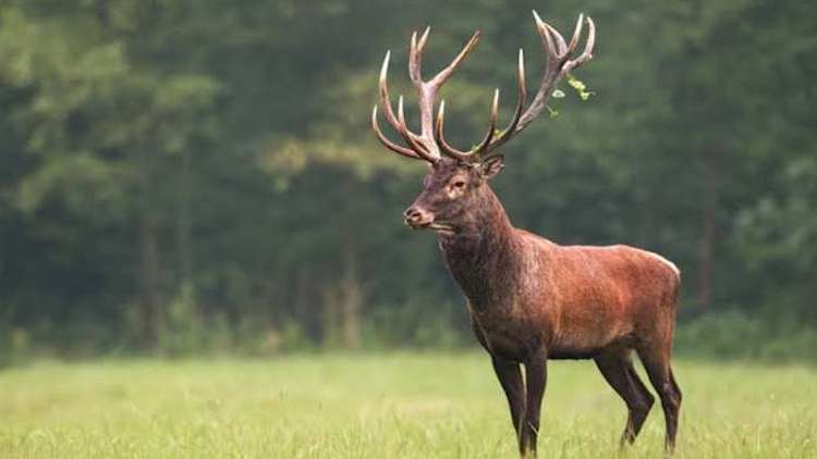 Srinagar: Handouts For 'Hangul' Deers Amid Heavy S