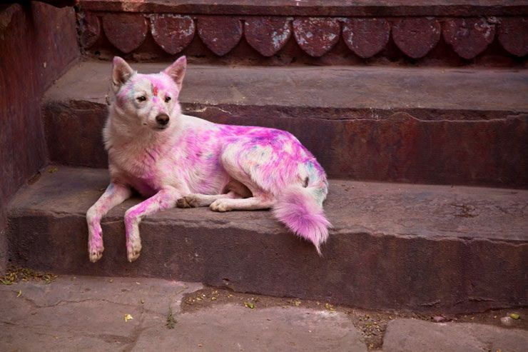 Do not throw colors on animals in Holi