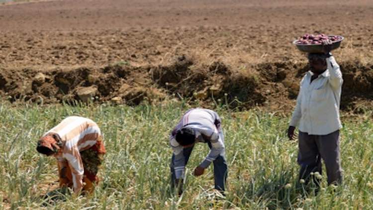 'No Work, No Land': Landless Dalits Struggle To Su