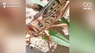 Locust Attack Spreads To Eight States, 50,000 Hect