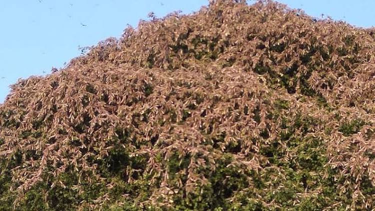 Locust Swarm From Pakistan Devours Gujarat Crops 