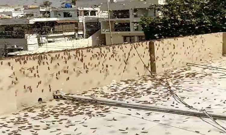 NATIONAL EMERGENCY DECLARED AFTER LOCUST SWARMS HI