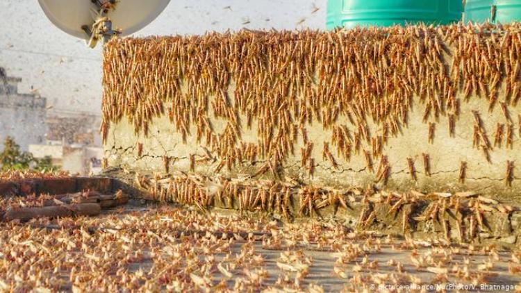 Locust swarm destroys 50,000 hectares of crop, ale