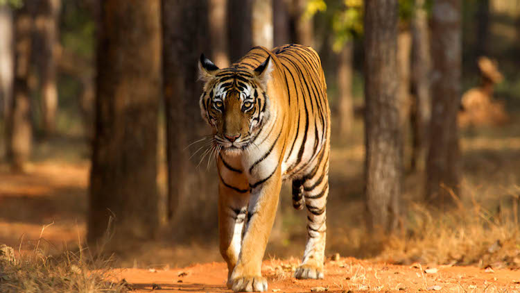 Average 124 Tigers Died In India Between 2000-18