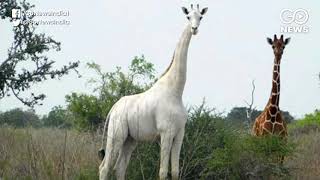 Kenya's Rare White Giraffes Killed By Poachers