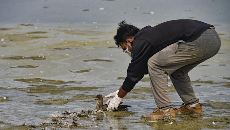 Death of birds in Sambhar Lake crosses 17,000
