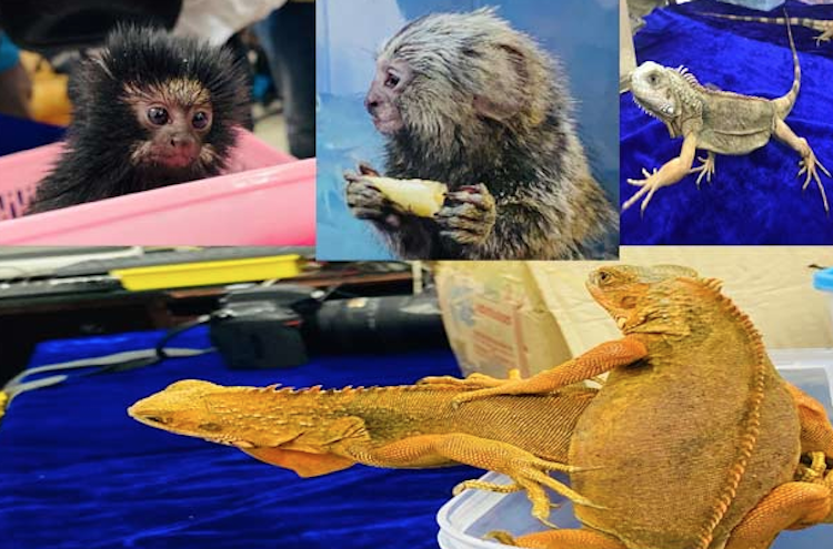 36 rare animals being brought from Bangkok at Chen