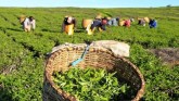 Tea Industry Suffers Double Whammy From Lockdown A