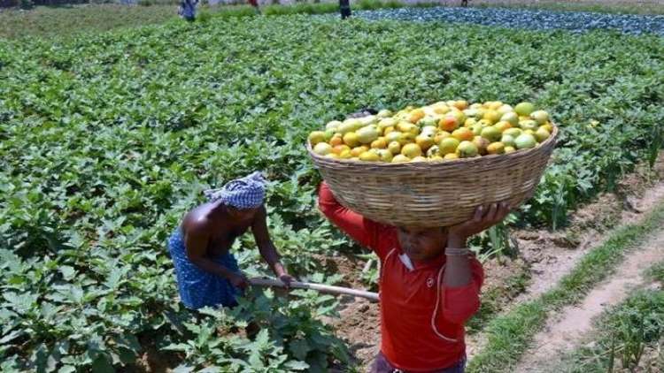 Good News On Economic Front: Agricultural Exports 