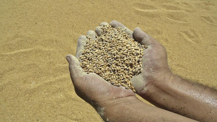 MP Farmer Dies In Queue For Selling Wheat Produce