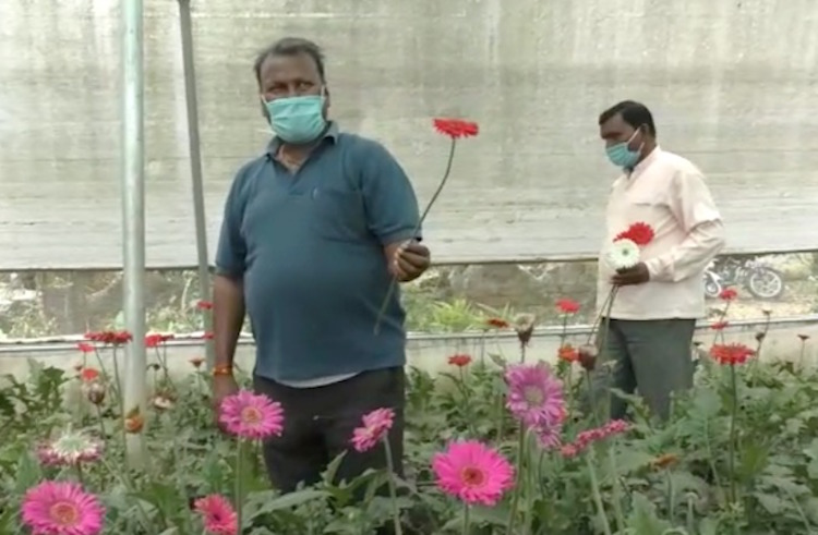 Lockdown: Flower business collapsed in Uttarakhand